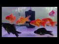 Worlds most popular fish  gold fish  aqua shack  4k 