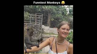 مقالب القرود في النساء