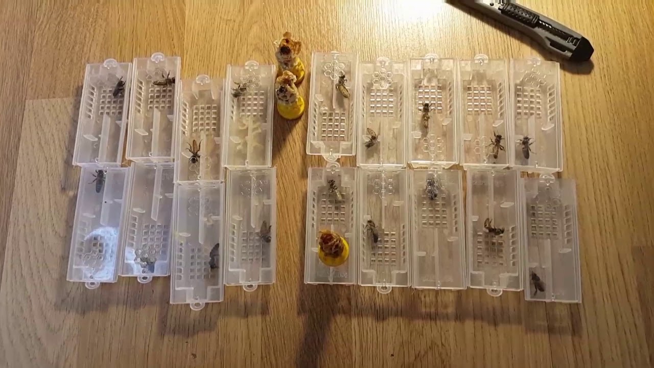 Йентерова пита - Епизод 4