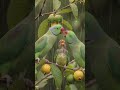 father and mother giving food her child#shortvideo