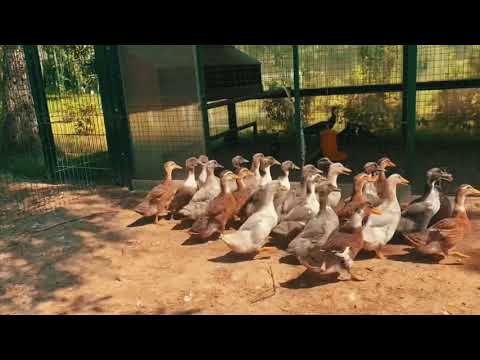Обзор нашей ЭкоФермы