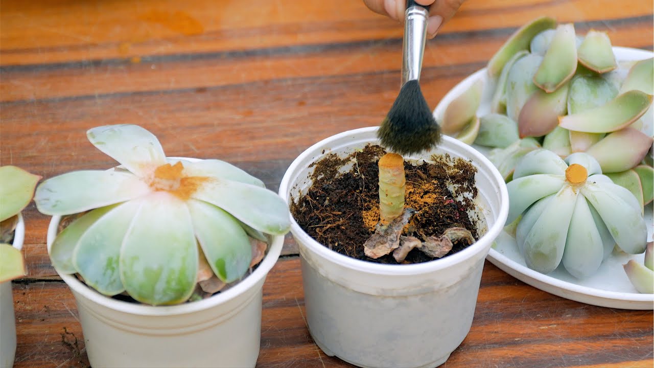 6 SUCCULENT TIPS YOU NEVER KNOW
