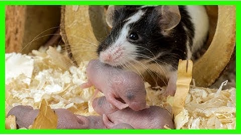 Researchers rejuvenate aging mice with stem cell genes