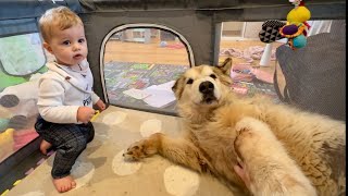 Giant Malamute Breaks Into Babys Room For Attention