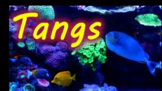 5 Tangs, Adding Multiple Tangs To My Reef