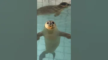 كلب البحر 