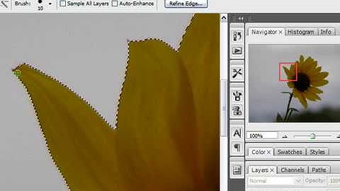 Use the Quick Selection Tool in Photoshop CS3