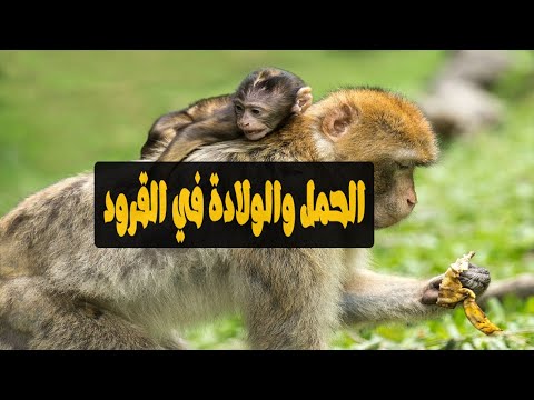فيديو: كم طول القرد حامل؟