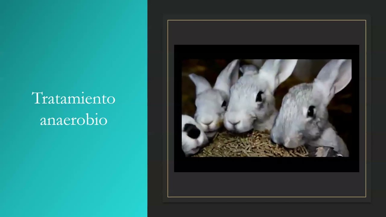 Tratamiento anaerobio y aerobio en aguas residuales.