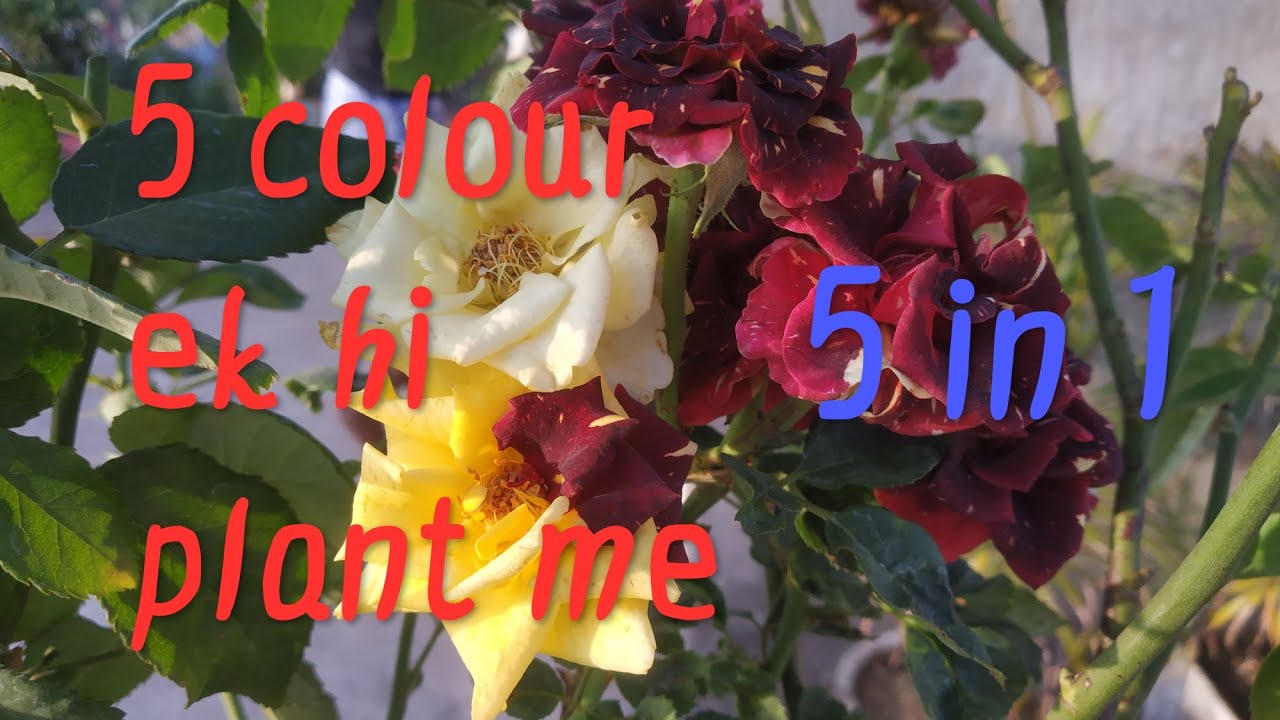 🔴🌹Rose Plant Care Growing Tips, Save Rose Plant in April Month YouTube