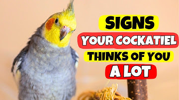 I Never Knew My Cockatiel Loved Me… Until I Noticed THIS