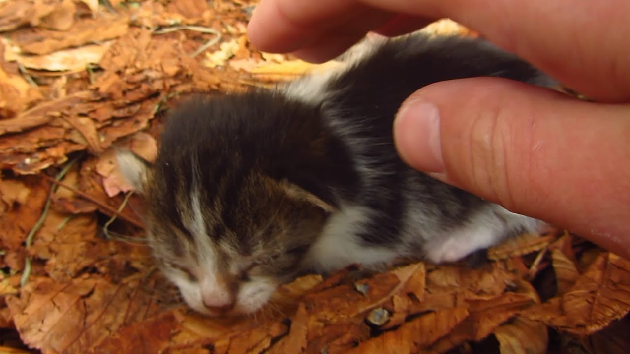 Cat gave birth to a kitten under a chestnut tree YouTube