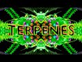 Cirrusphere terpenes  4k music  animation  kaleidoscope records