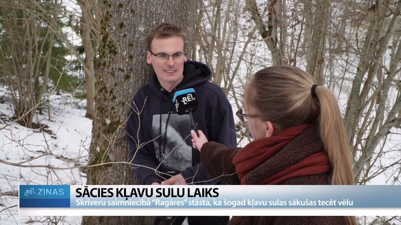 Sācies kļavu sulu tecināšanas laiks