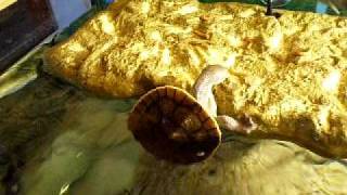 my turtle were having trouble figering out where to sun bake becaus...