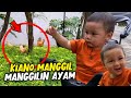 KIANO MANGGIL AYAM LUCU BANGET !!! KELILING SORE BARENG KIANO DI KOMPLEK DEKAT RUMAH !!!