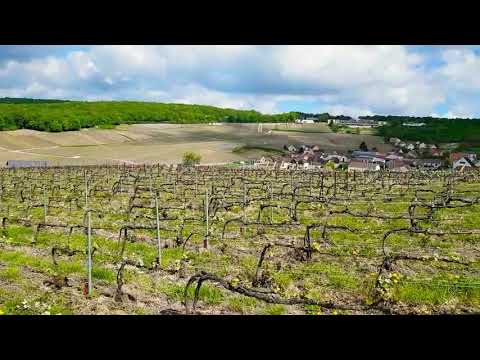 Video: Champagnekelders en wijngaarden in Reims, Epernay en Troyes