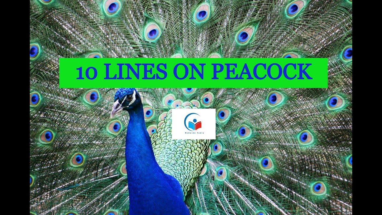 peacock essay for class 1