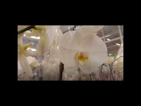 Рослинний світ/ Все про рослини #subtitles #ukraine #природознавство #shorts #редкость