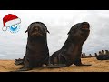 5 minutes of baby seal cuteness  happy holidays from the ocn team