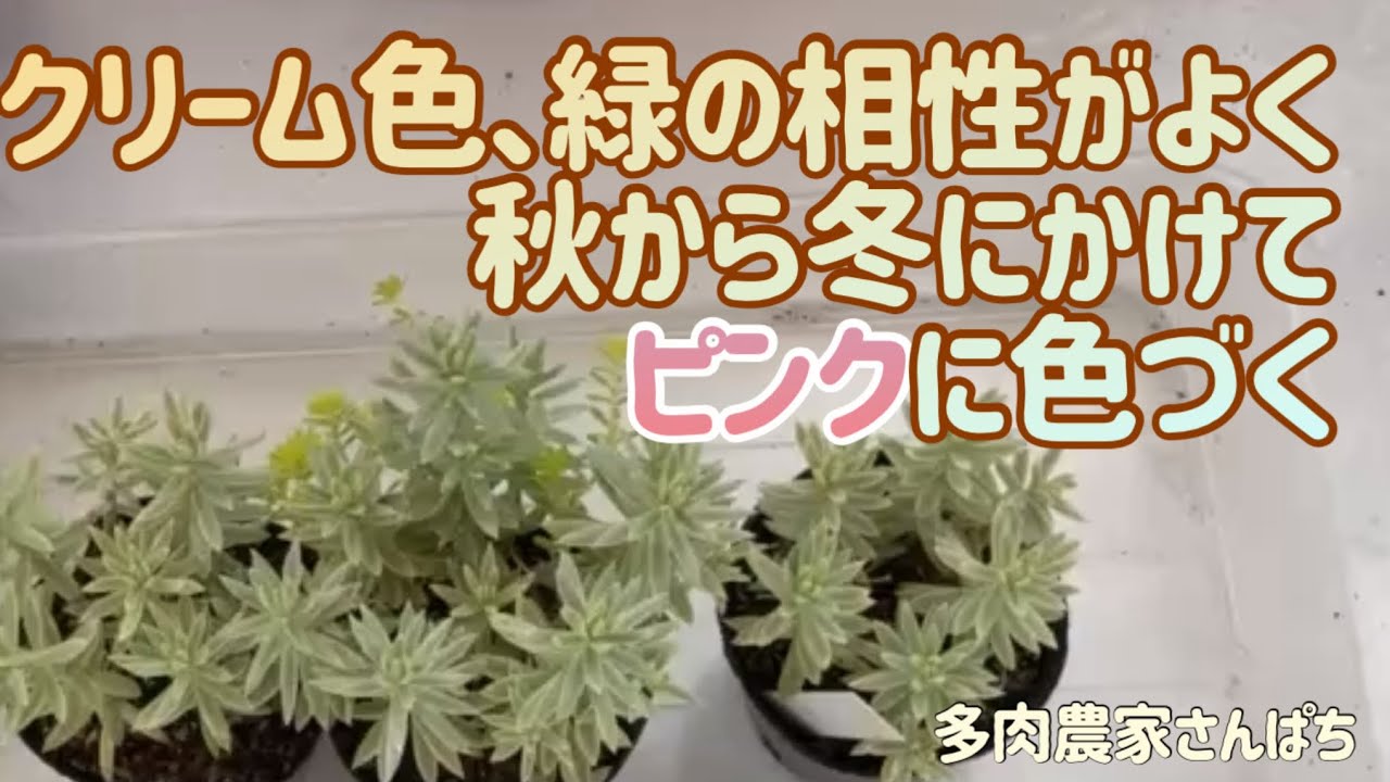 Succulent Plant] [Cream and green complement each other, turning