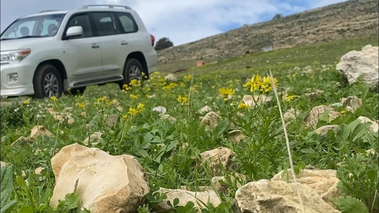 ربيع شمال الاردن وادي النمل 2024