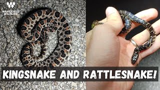 Finding a Kingsnake AND a Pygmy Rattlesnake! Herping Florida