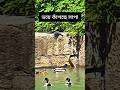 উপরে সাক্ষাৎ যম! পেঁচার ভয়ে জলেই আটকে বিশাল সাপ | Giant Snake Trapped by Owl Attack!