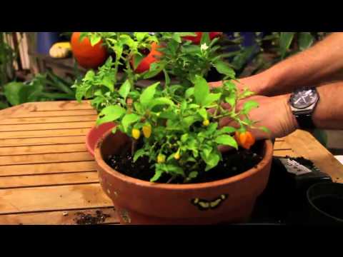 Video: Growing Pepper Plants Indoors - Indoor Ornamental Pepper Plant Care