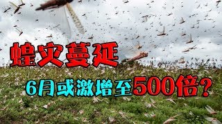 4000亿只沙漠蝗虫来袭,6月或激增至500倍?中国已经做了这些准备