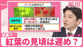 【“猛烈残暑”が紅葉にも影】平年より遅め？  読みづらい見頃  観光のコツは「情報戦で一気に日帰り」【#みんなのギモン】