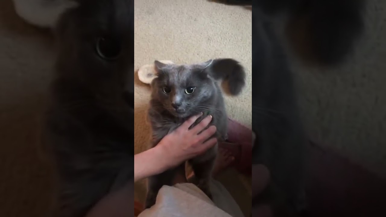 Bad Cat Wont Let Go Bites Owners Hand And Leg
