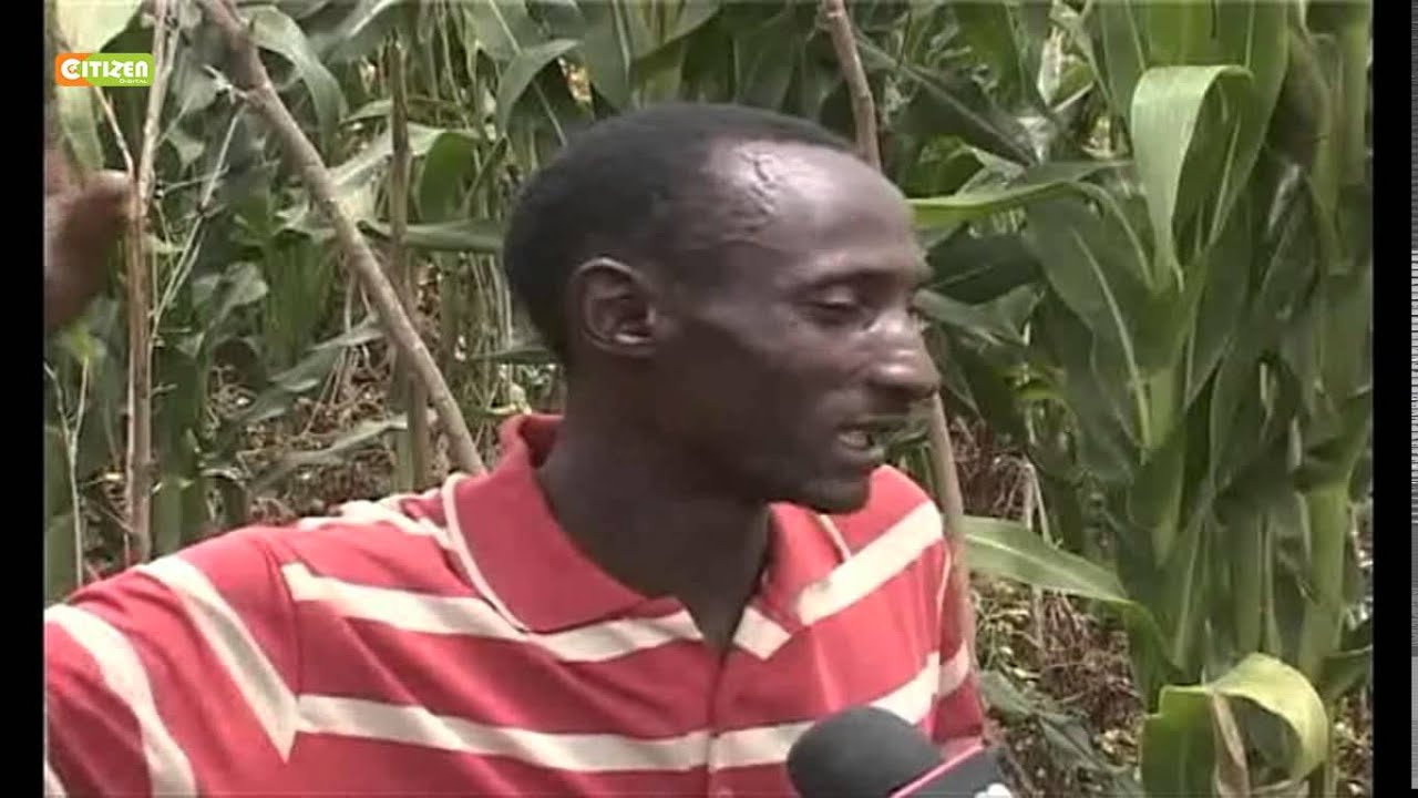 Elephants destroy crops in Laikipia