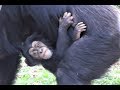 Baby Chimpanzee IBUKI 01 - 7 months old