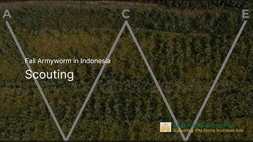 Fall armyworm: Scouting