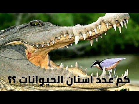 فيديو: كم يجب أن يكلف طب أسنان الحيوانات الأليفة الروتيني؟