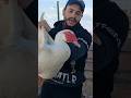 ازاى اشتري دكر بط يكون صغير فى السن مش عجوز مصطفى وأمل