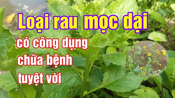 Cây rau Cải Trời - Những công dụng chữa bệnh tuyệt vời |Sức khỏe |Hằng Lê HG85