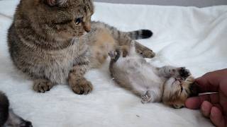 Kitten that really wants to spoil its mother cat, but can't quite communicate it