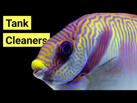 Video: 10 Great Saltwater Fish for Home Aquarium