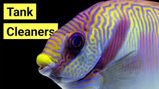 10 Best Saltwater Fish Tank Cleaners!