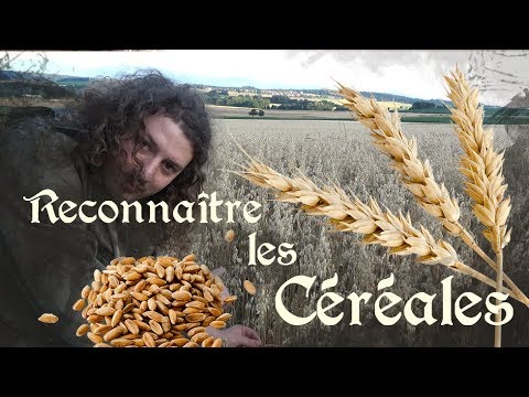 Vidéo: Cueillette des grains d'orge : en savoir plus sur la récolte des cultures d'orge