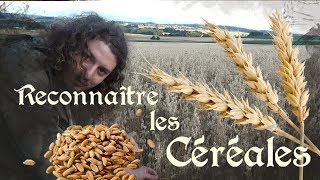 Différence entre les grains entiers et les céréales