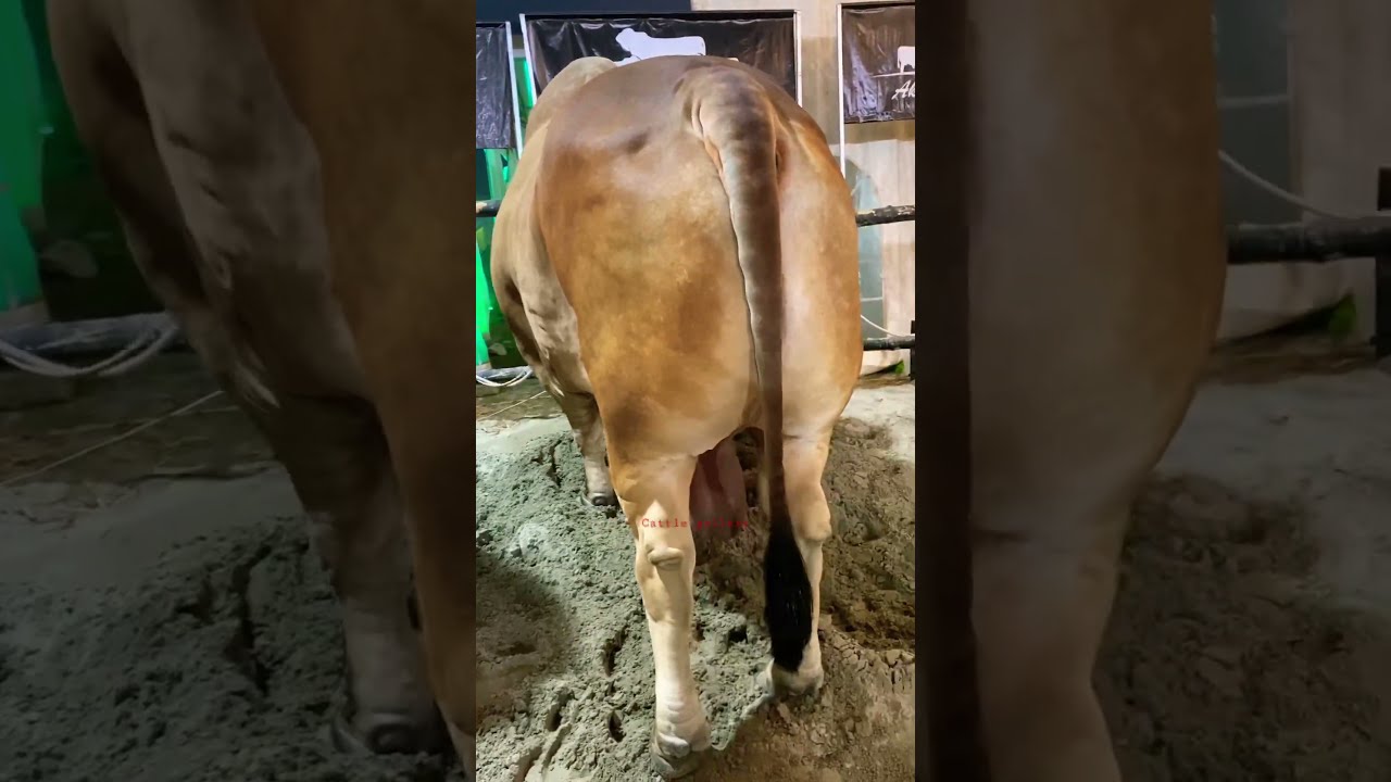 Biggest Nepali Gyr Bull In Bangladesh Heavyweight Youtubeshorts Sorts Viralvideo Viral