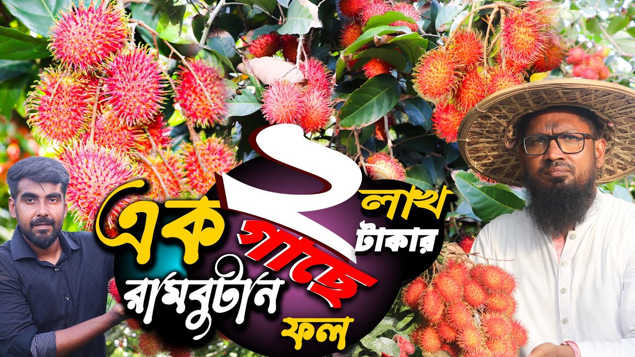 ১ গাছে ২ লাখ টাকার ফল- রাম্বুটান চাষে চাচা/ভাতিজার বাজিমাৎ | রাম্বুটান চাষ পদ্ধতি | Rambutan Farming