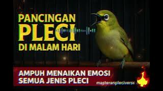 PANCINGAN PLECI MALAM HARI