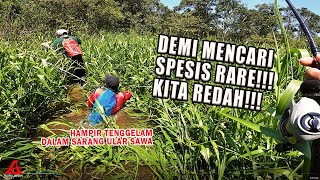 Misi MEMBURU Ikan Kerandang & Bujuk | Meranduk Spot Ular Sawa!!!