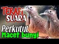 Suara Ampuh Untuk Terapi Perkutut Yang Macet Bunyi Langsung Nyaut Mp3 - Mp4 Download