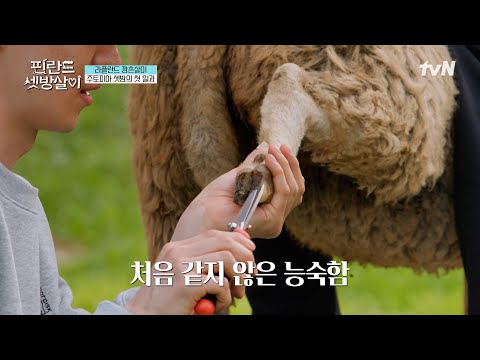 양들도 외모 췍~!!🐑 어르고 달래야 하는 양들의 뷰티살롱✨ #유료광고포함 #핀란드셋방살이 EP.7 | tvN 250117 방송