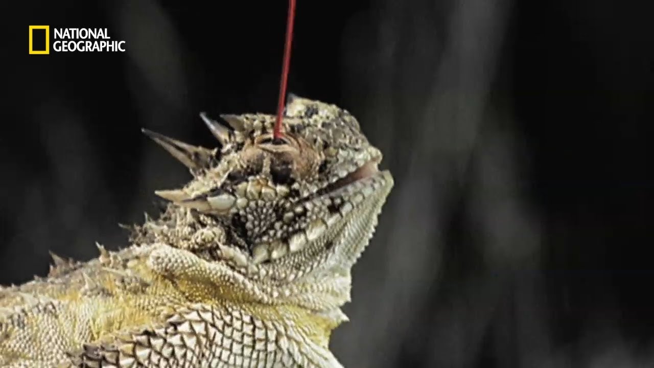 피 눈물 쏟는 뿔도마뱀